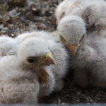 junge Turmfalken (Falco tinunculus) im Kirchenturm