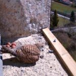 Unser Turmfalkenpärchen (Falco tinunculus) im Kirchturm