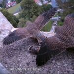 Turmfalkenpärchen mit Nachwuchs im Kirchturm