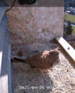 Unser Turmfalkenpärchen (Falco tinunculus) im Kirchturm