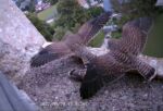 Turmfalkenpärchen mit Nachwuchs im Kirchturm