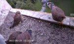 Turmfalkenpärchen mit Nachwuchs im Kirchturm