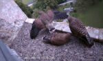 Turmfalkenpärchen mit Nachwuchs im Kirchturm